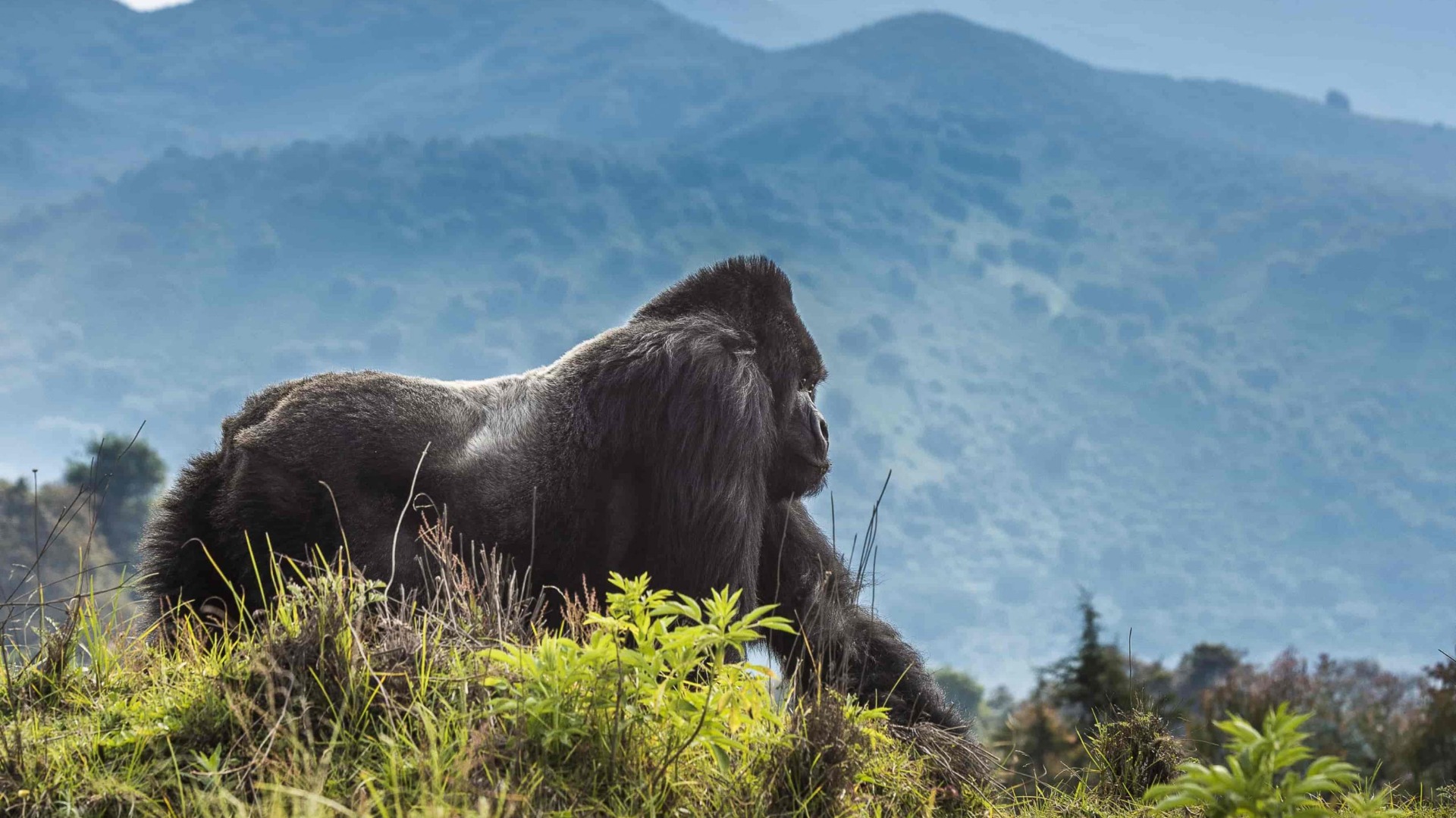 How Community Stewardship Is Strengthening Rwandan Conservation Efforts